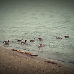 Meet your Posher, Les