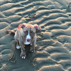 Meet your Posher, Franklin