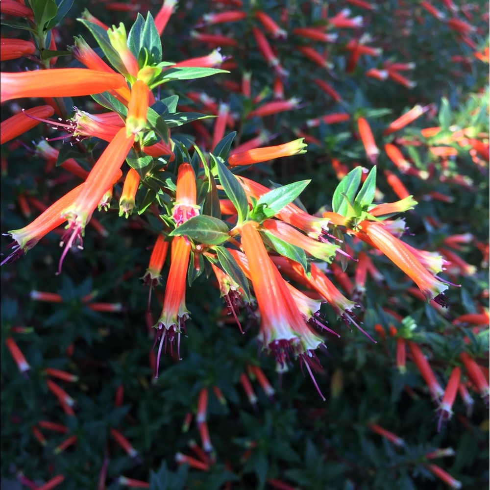 Meet your Posher, Cheryl