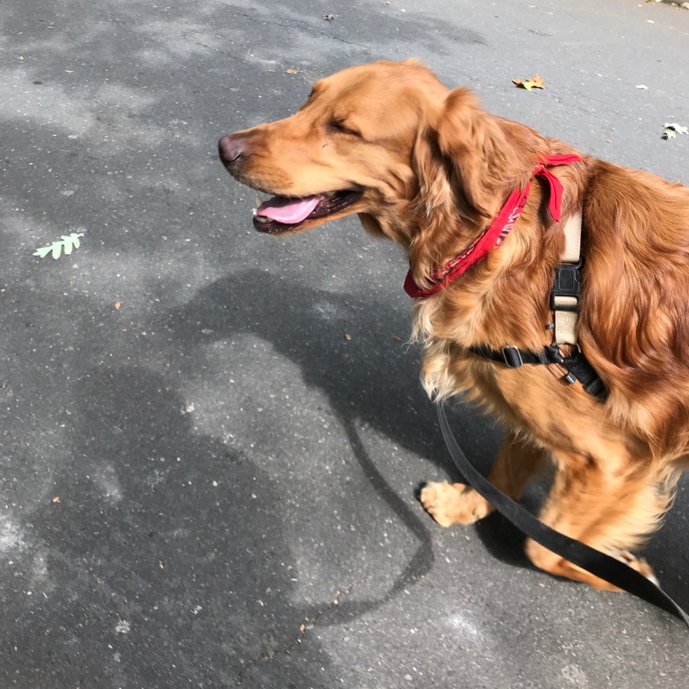 I’m not actually selling my dog, Brittany