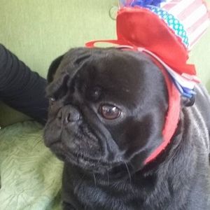 Meet your Posher, Joyce