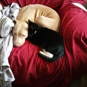 Meet your Posher, Caprice