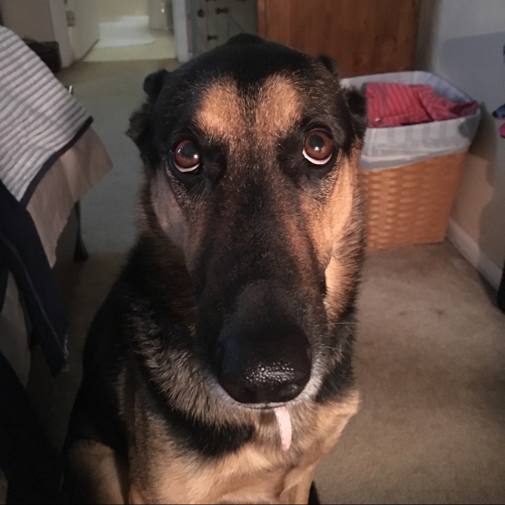 WE ARE A GERMAN SHEPHERD FRIENDLY HOME 💕