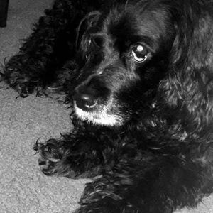 Meet your Posher, Ann