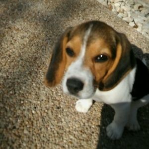 Meet your Posher, Caleb