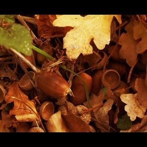 Meet your Posher, Alexa