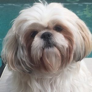 Meet your Posher, William