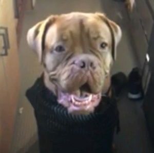 Meet your Posher, Ty