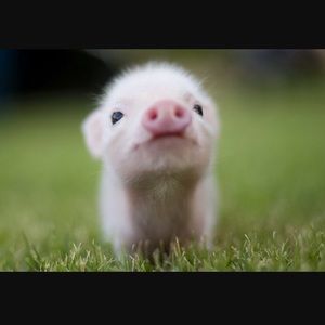 Meet your Posher, Sophie