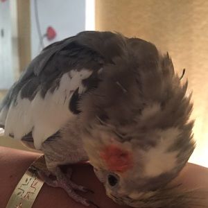 Meet your Posher, Maria