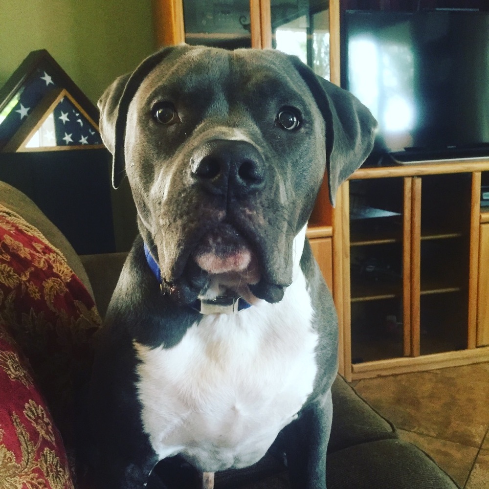 Charlie the blind pit bull. Sweetest pup ever!