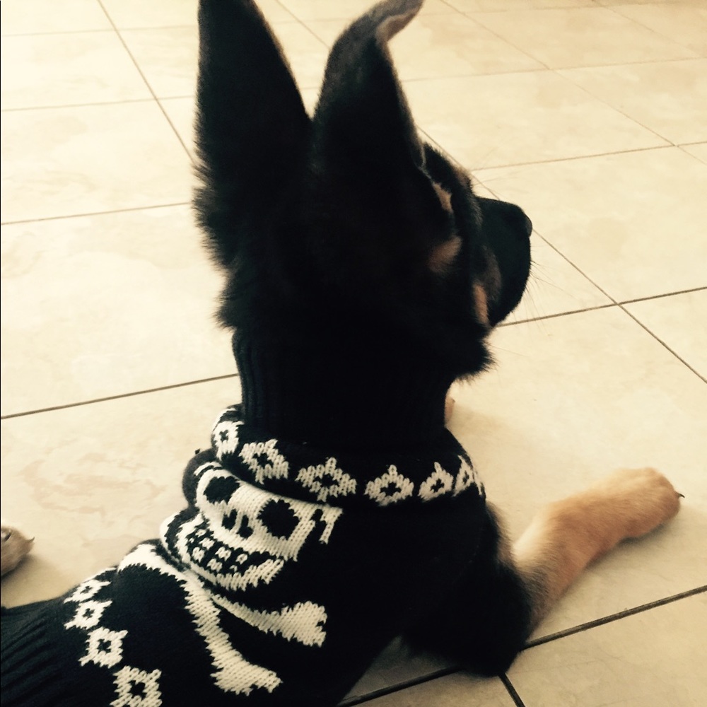 Meet your Posher, Shelby