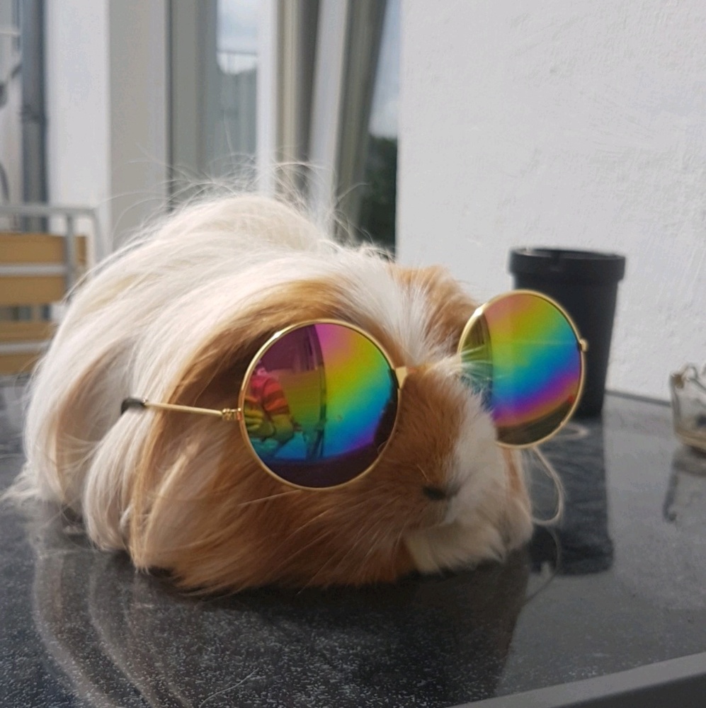 Meet your Posher, Molly