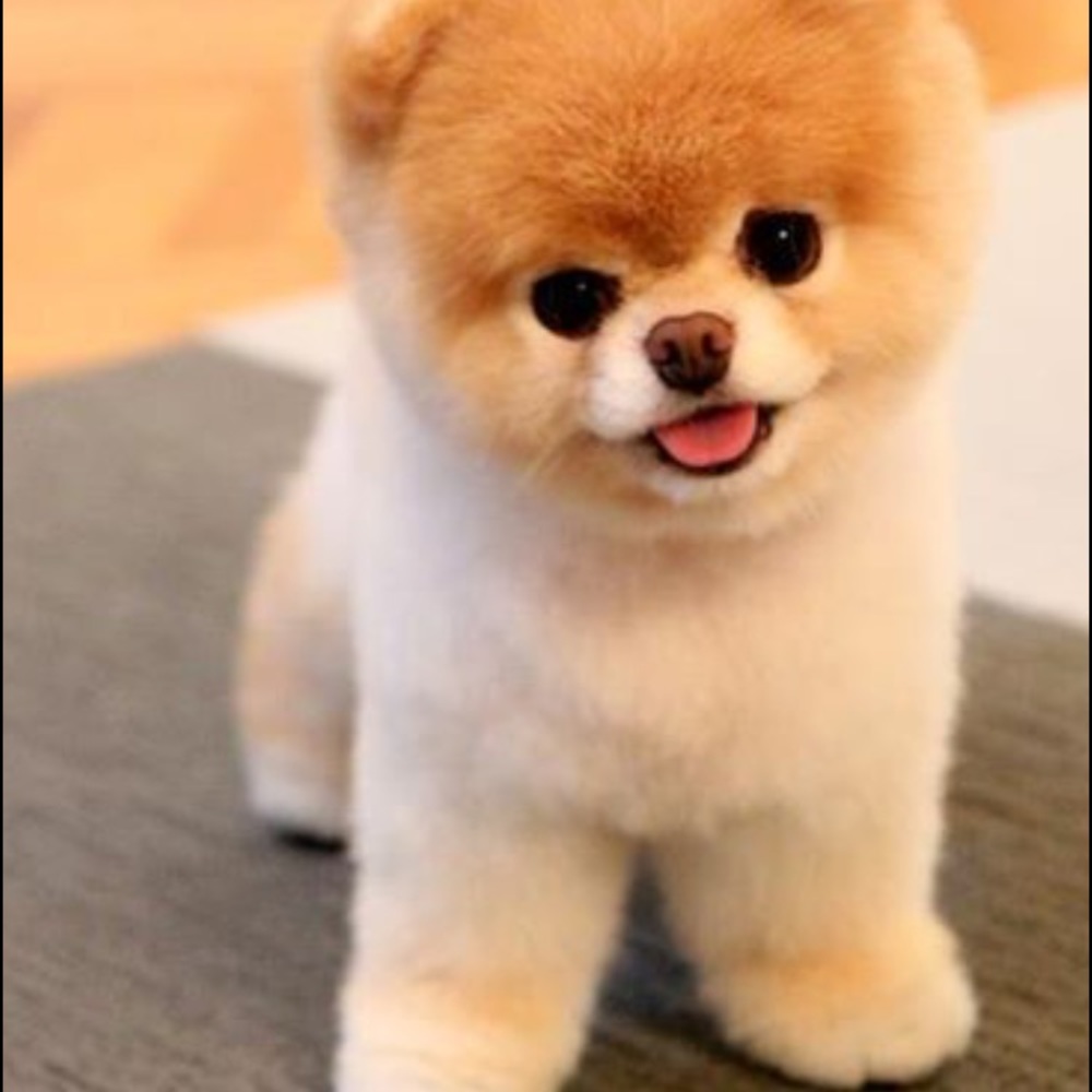 Meet your Posher, Caroline