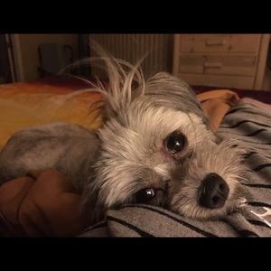 Meet your Posher, Dawn