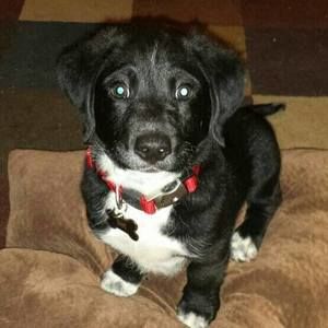 Meet your Posher, Tan