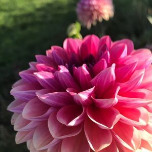 Meet your Posher, Shanti