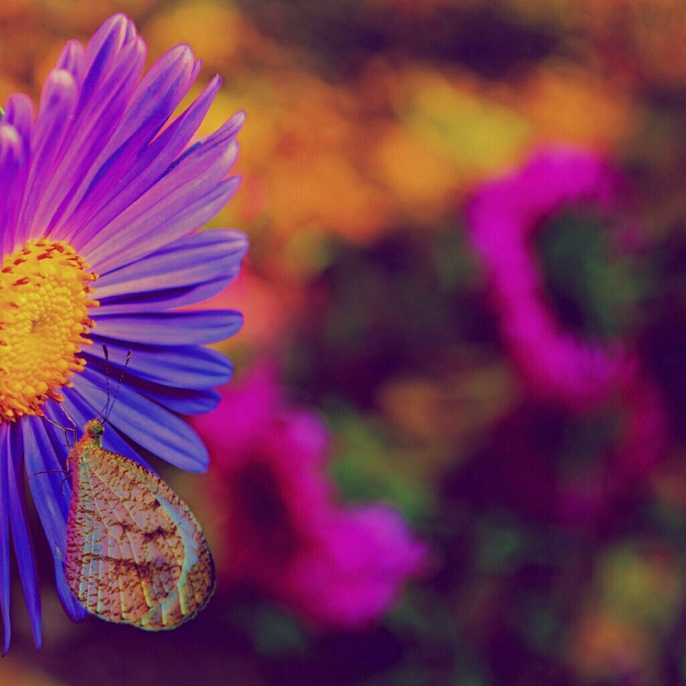 Meet your Posher, Yvette