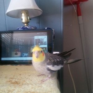 Meet your Posher, Jodie