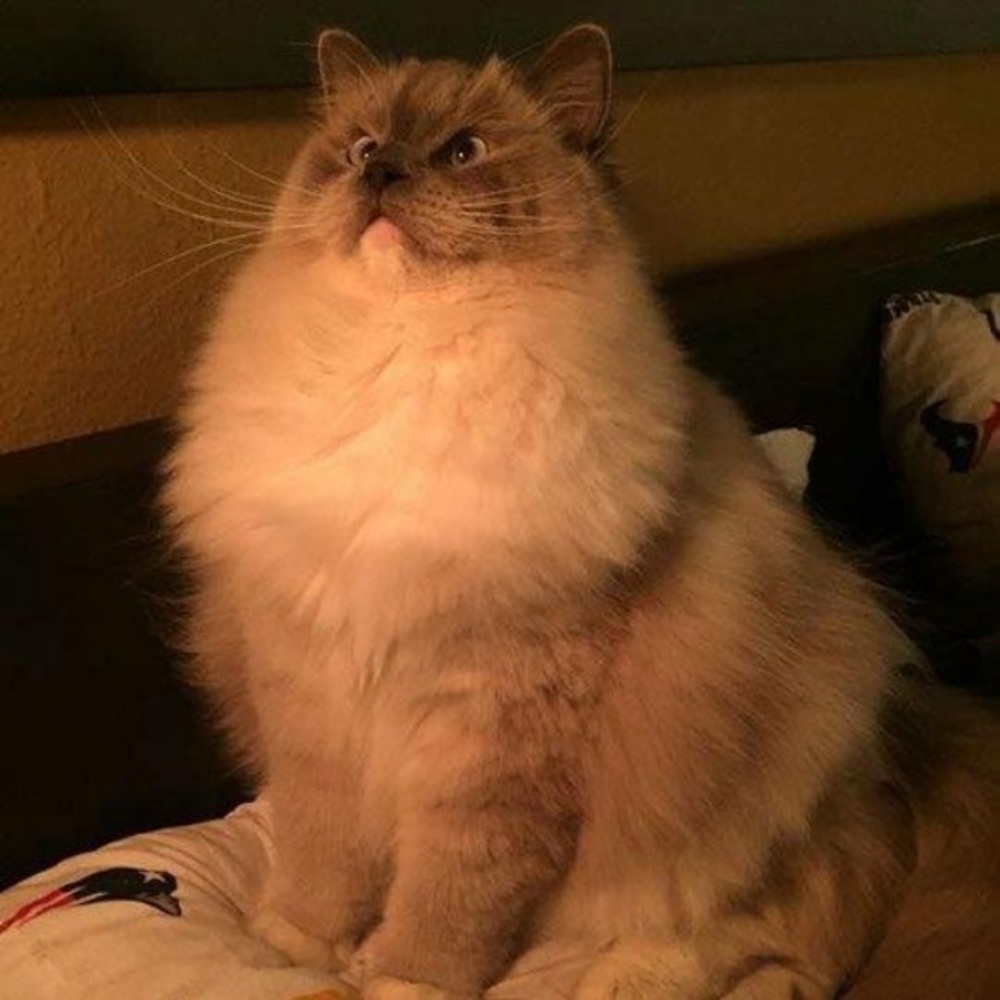 Meet your Posher, Judy