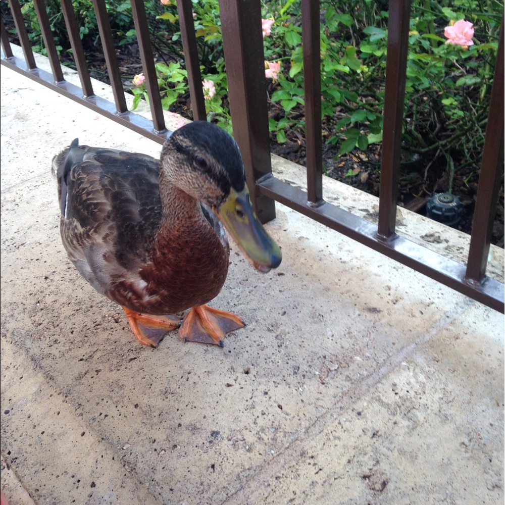 Meet your Posher, Bailey