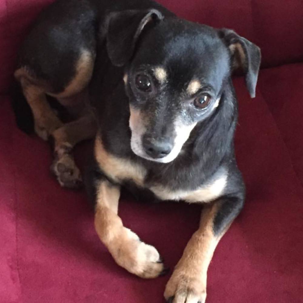 Meet your Posher, Jani