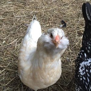 Meet your Posher, Lindsey