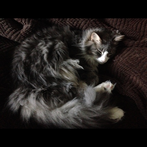 Meet your Posher, Lindsey - Picture 1 of 1