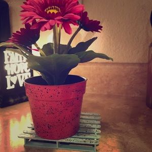 Plant and coaster set