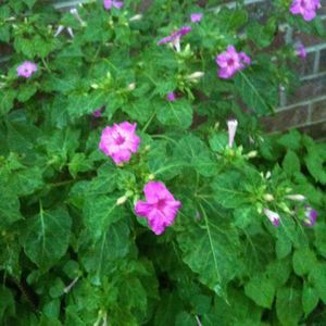 Meet your Posher, Kris