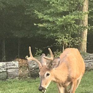 Meet your Posher, Chase