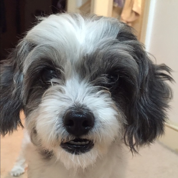 Meet your Posher, Tori - Picture 1 of 1