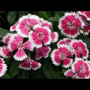 Meet your Posher, Yvonne