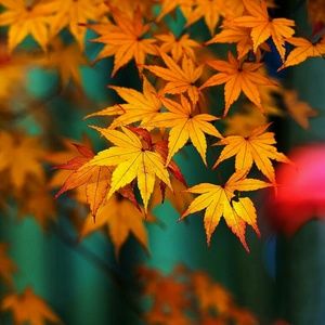 Meet your Posher, Rachelle