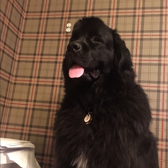 Meet your Posher, Chloe - Picture 1 of 1