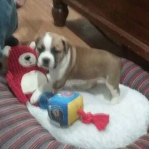 Meet your Posher, Harley