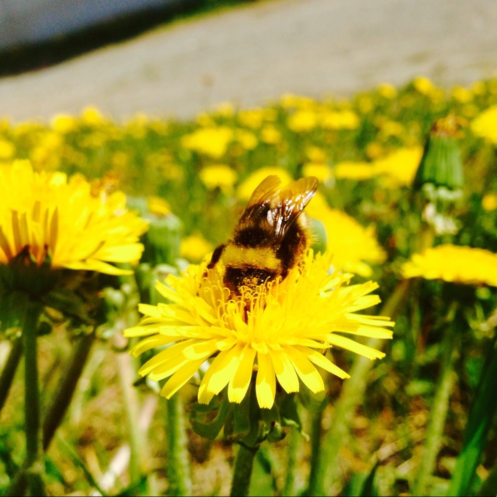 Meet your Posher, Maia