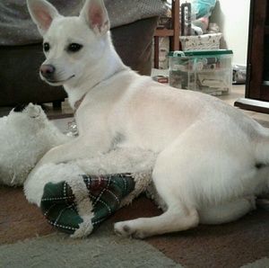 Meet your Posher, Patty