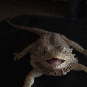 Meet your Posher, Devin