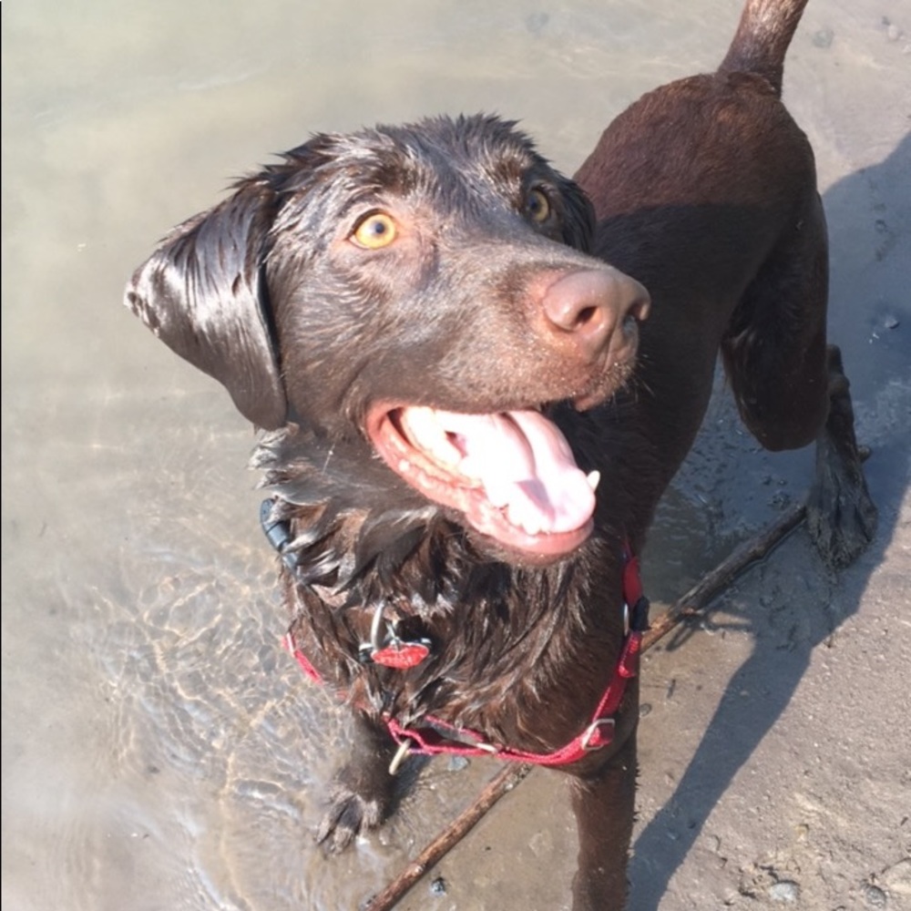 Meet our 3 year old chocolate Labrador Koa Boy