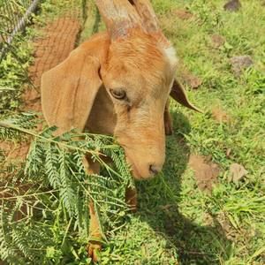 Meet your Posher, Orion