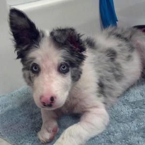 Meet your Posher, Kameron