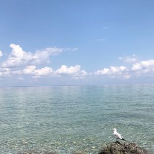 Meet your Posher, Lyla