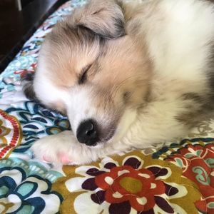 Meet your Posher, Douglas