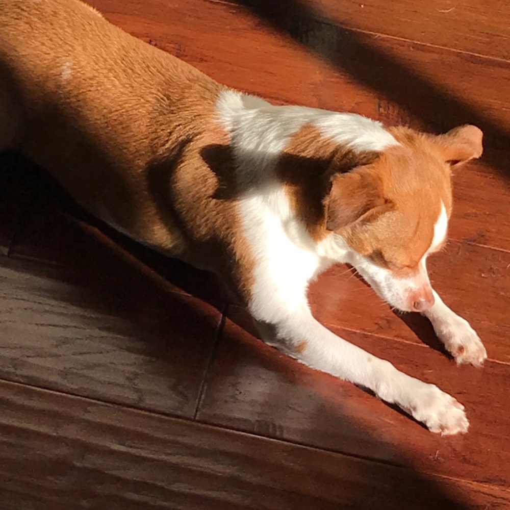 Meet your Posher, Dilek