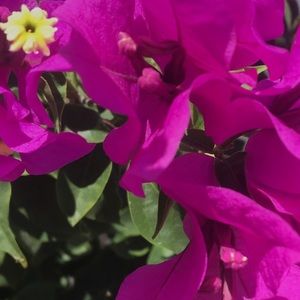 Meet your Posher, Sally