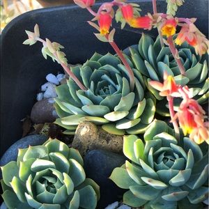 Meet your Posher, Joy