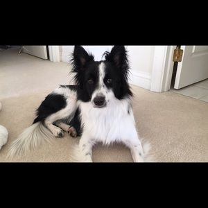 Meet your Posher, Lily