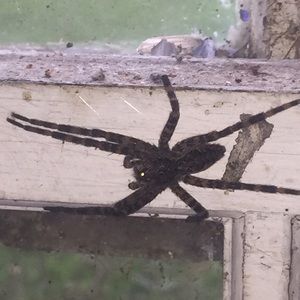 Meet your Posher, Bob