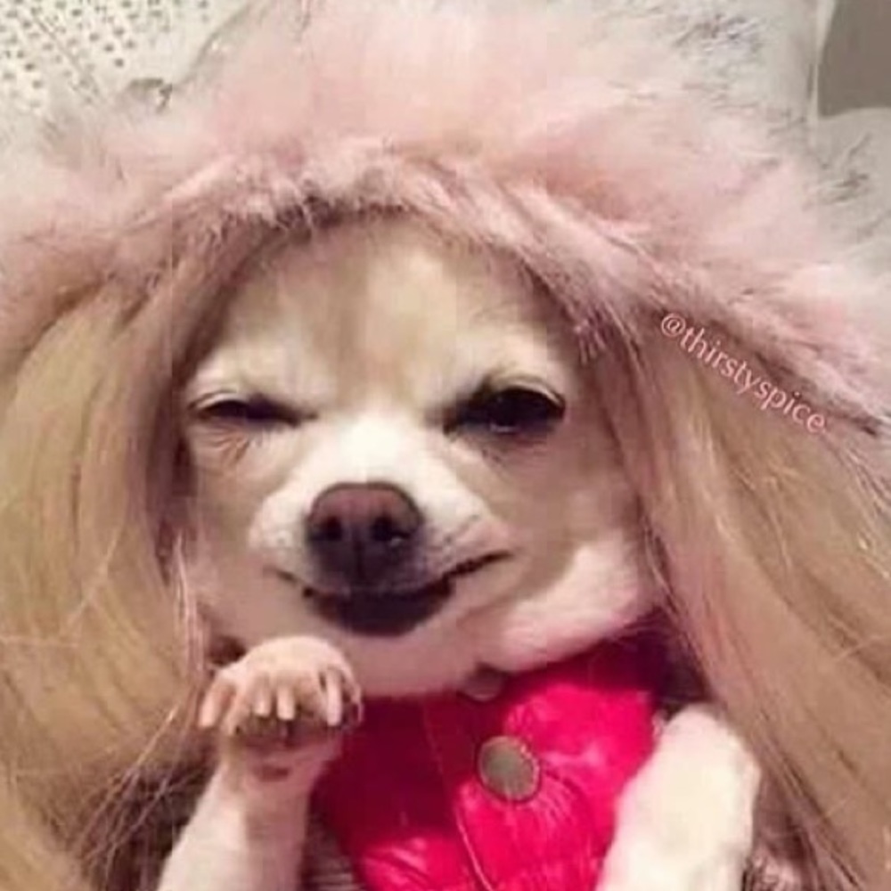 Meet your Posher, Sophie